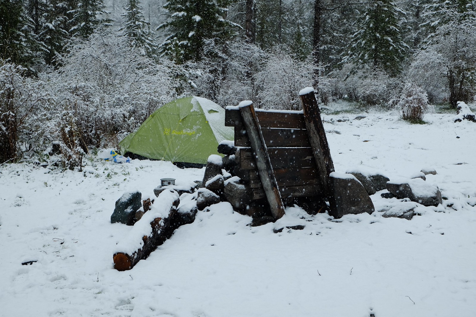 saxifraga sunset 2 под снегом